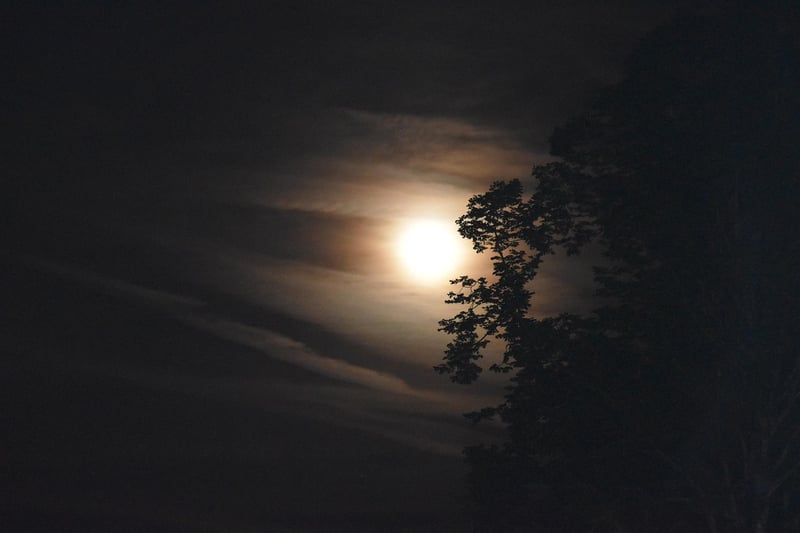 Moonlit Backdrops